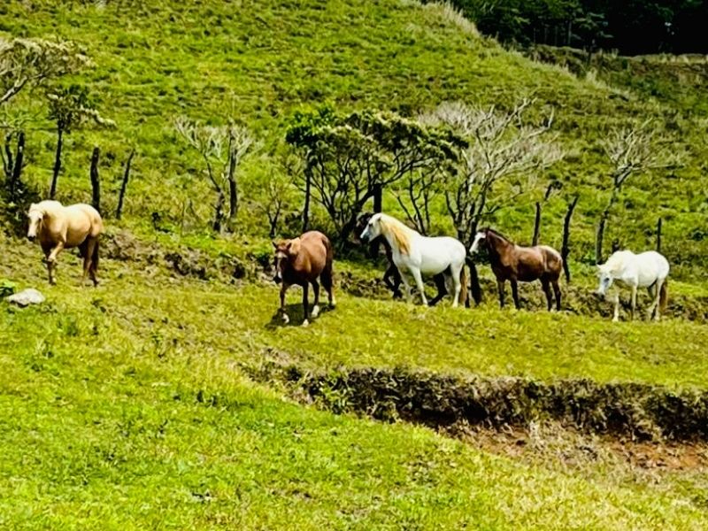 Why horses sometimes walk backwards (and what it means) Tula Vida