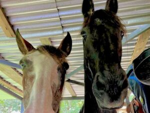 What horses notice about you that you might miss. Tula Vida
