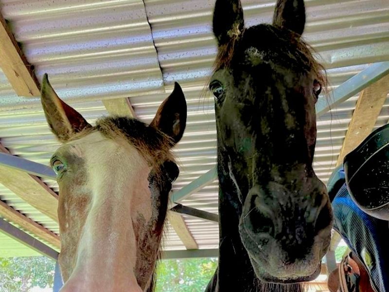 What horses notice about you that you might miss. Tula Vida