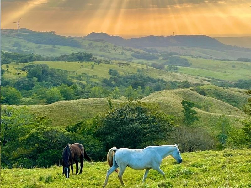 What it means to have a regulated nervous system. Tula Vida