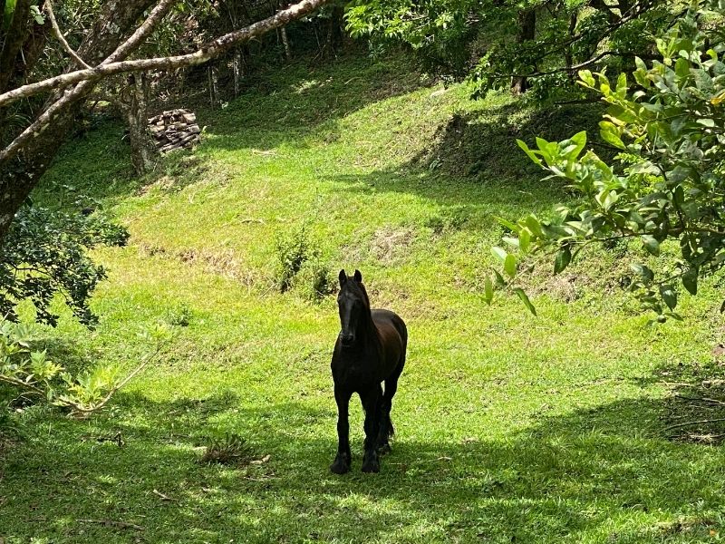 Learning to feel without trying to fix everything. Tula Vida