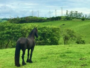 What does it mean when a horse sighs, licks, or chews around you? Tula Vida