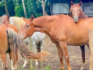 How horses use their weight to feel grounded (and how we can too) Tula Vida