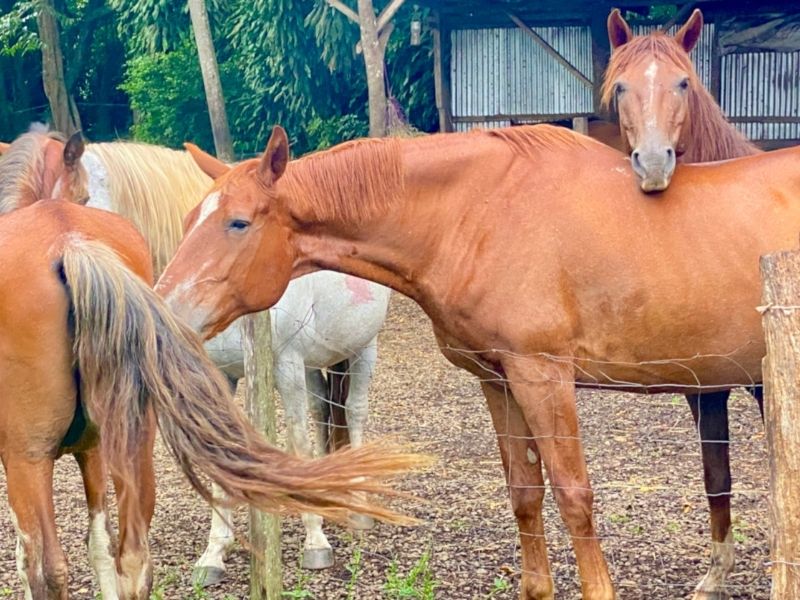 How horses use their weight to feel grounded (and how we can too) Tula Vida