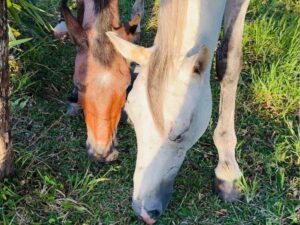 The smallest and the tallest part 1: Two horses, one season at Tula Vida. Tula Vida