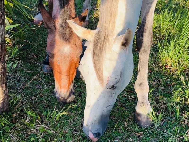 The smallest and the tallest part 1: Two horses, one season at Tula Vida. Tula Vida