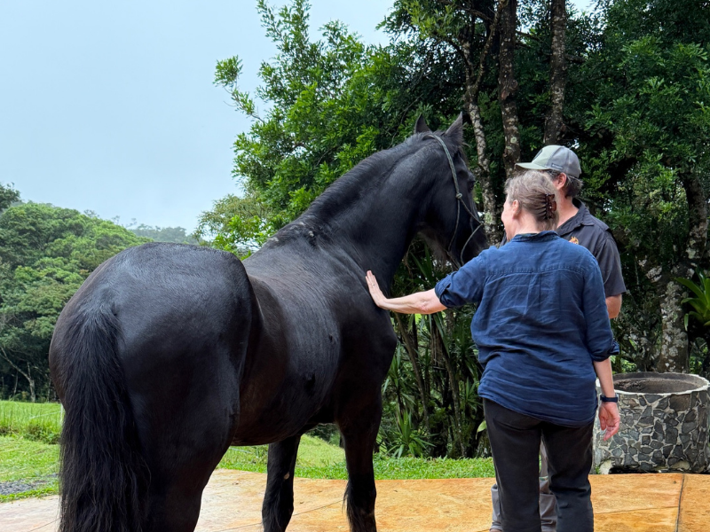 Why somatic healing is easier when you are around horses