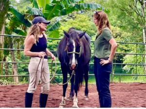 What is equine-assisted wellness?